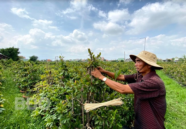 Chuyện một người trồng mai ở Nhơn An