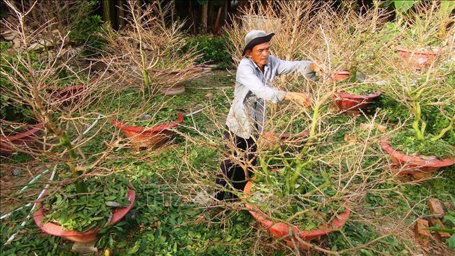 Không khí trầm lặng ở thủ phủ mai vàng An Nhơn