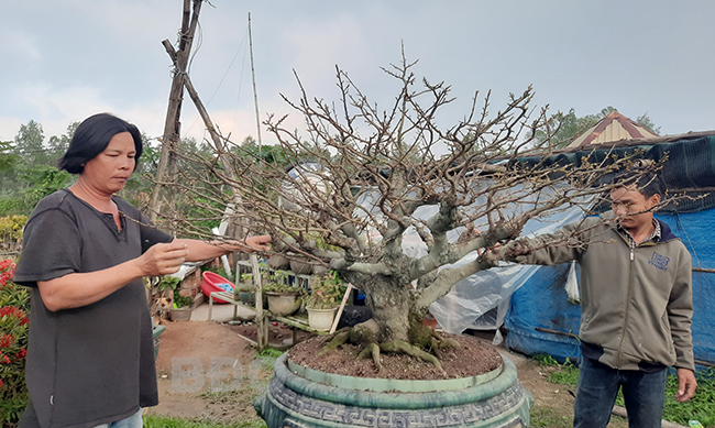 Quảng bá mai vàng An Nhơn